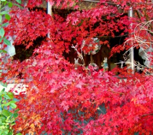 Japanese Maple, Taylorsville (11/12/09)