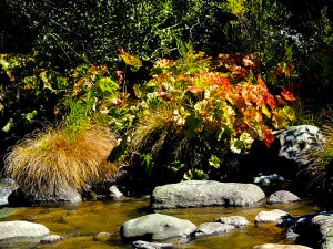 Indian Rhubarb, Cascade Trail, Spanish Creek, Plumas County (9/27/13) Richard McCutcheon