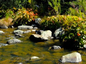 Spanish Creek, Plumas County (9/27/13) Richard McCutcheon
