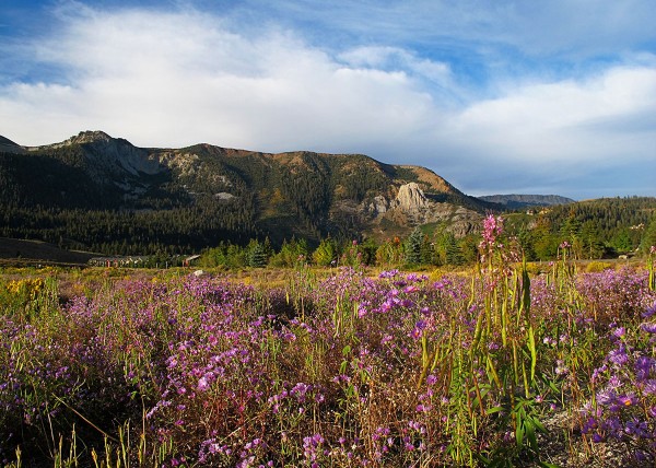Only in California - wildflowers blooming in autumn; Christie  Osborne; © Mammoth Lakes Visitors Bureau, 9/11/13