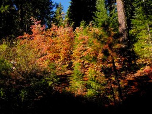 Western dogwood, Round Lake Valley (10/2/13) Richard McCutcheon