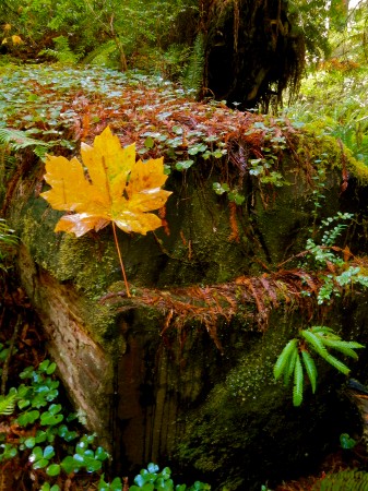 Bigleaf maple and moss, Prairie Creek State Park, Humboldt County (10/13/13) Adam Nilsson-Weiskott 