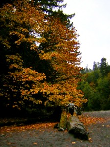 Bigleaf maple, Prairie Creek Redwoods State Park (10/13/13) Adam Nilsson-Weiskott
