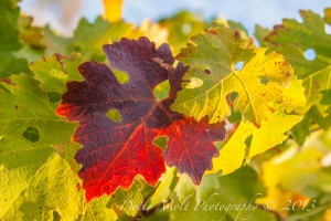 Grape leaf, Amador County (11/10/13) Dotty Molt