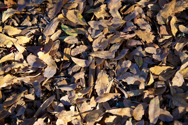 Blue oak leaves, El Dorado Hills (11/13/13) John Poimiroo