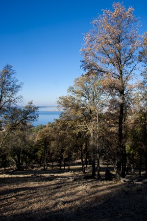 Blue oaks, El Dorado Hills (11/13/13) John Poimiroo