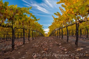 Bray Vineyards, Amador County (11/10/13) Dotty Molt
