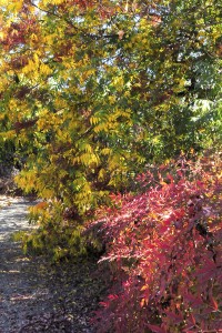 (l to r) Flame leafed sumac and Nandina domestica (11/14/13) Frank McDonough