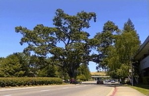 Danville Oak (File Photo) Yelp