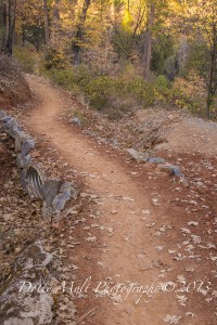 Deer Creek Tribute Trail, Nevada City (11/16/13) Dotty Molt