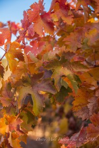 Grape Leaves. Bray Vineyards, Amador County (11/10/13) Dotty Molt