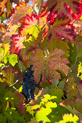 Grape Leaves, Napa Valley (File Photo) John Poimiroo
