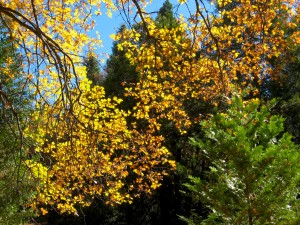 Black oak, Palomar Mountain State Park (11/9/13) Jim Beau