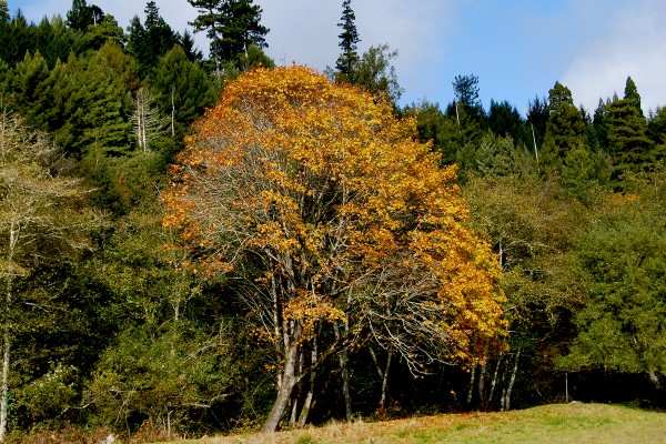 Red alder, Redwood National Park (11/7/13) Grant Roden