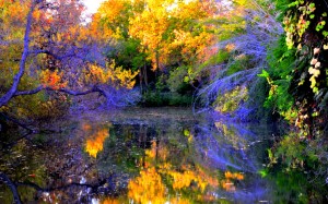 Tule Pond, LA County Arboretum (12/11/13) Frank McDonough