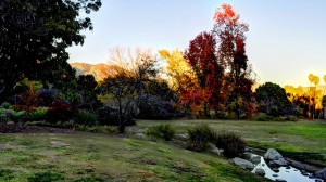 Meadowbrook, LA Co. Arboretum (12/11/13) Frank McDonough
