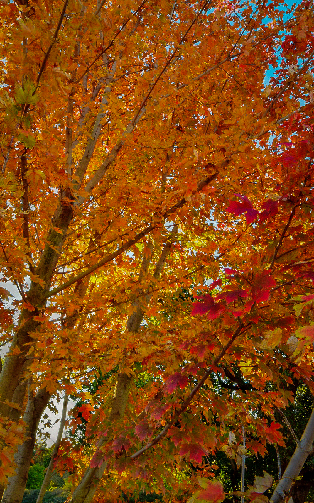 Southern California Goes Big – California Fall Color