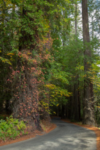 Poison oak, Mattole Rd, Humboldt Redwood SP (11/2/15) Max Forster