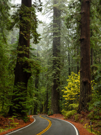 Avenue of the Giants (11/16/15) Max Forster