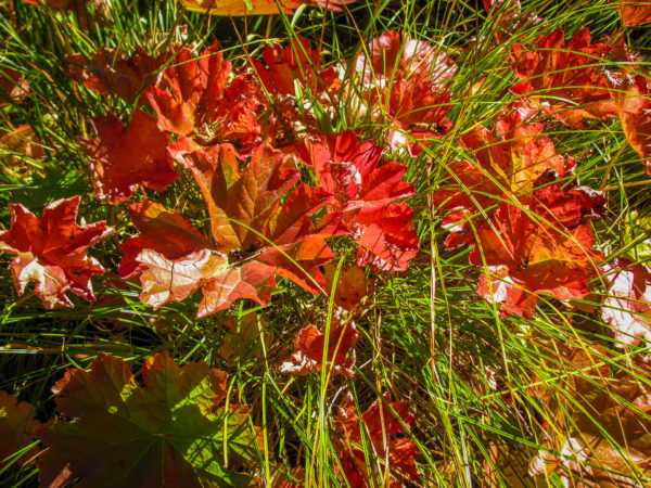 Indian Rhubarb, Deer Creek, CA-32 (9/25/16) Sharon Roberts