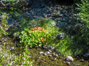 Indian Rhubarb, Deer Creek, CA-32 (9/25/16) Sharon Roberts