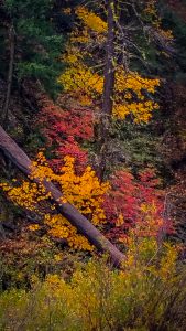 Black oak and bigleaf maple, Indian Creek, (10/16/16) Jeff Titcomb