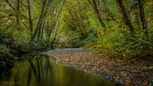 Lost Man Creek, Redwood National Park (10/10/16) Max Forster