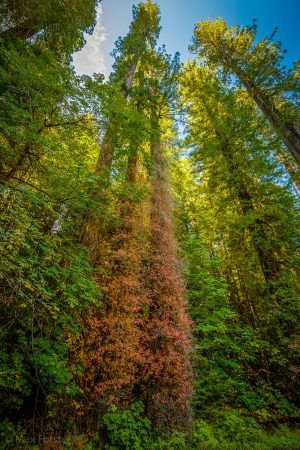 Poison Oak, Humboldt Redwoods State Park (10/10/16) Max Forster