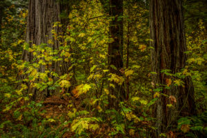 Big Trees, Praire Creek Redwoods State Park (10/3/16) Max Forster