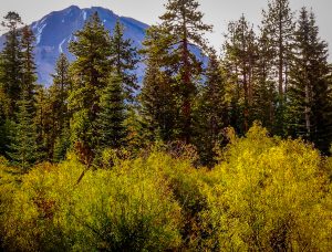 Lassen Peak and willows (10/13/16) Shanda Ochs