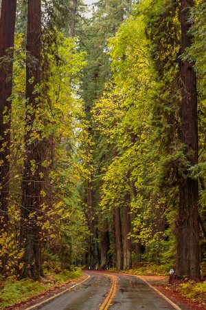 Avenue of the Giants (11/26/16) Son H Nguyen