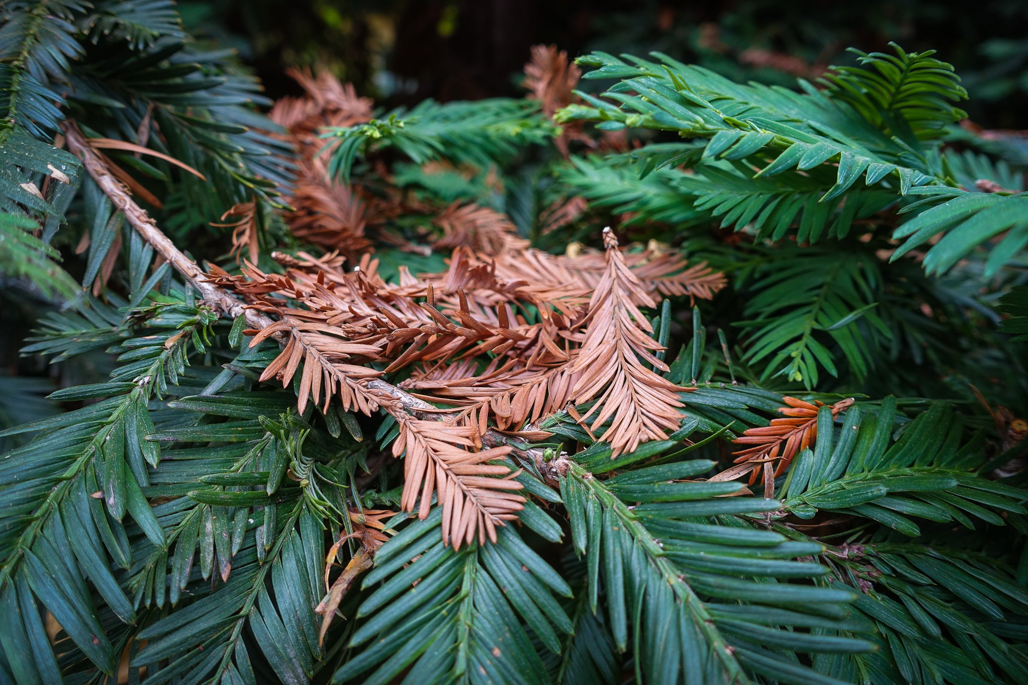 why-don-t-evergreen-trees-lose-leaves-and-change-color-california