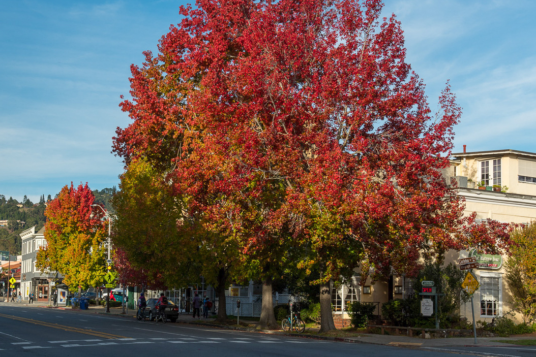 Give Thanks, The Bay Area is Peaking – California Fall Color