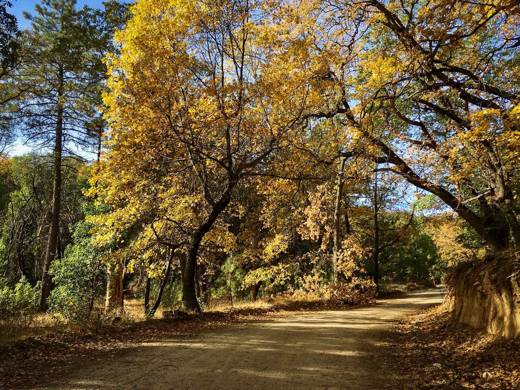 Beauty Returns to the Ventana Wilderness - California Fall ...