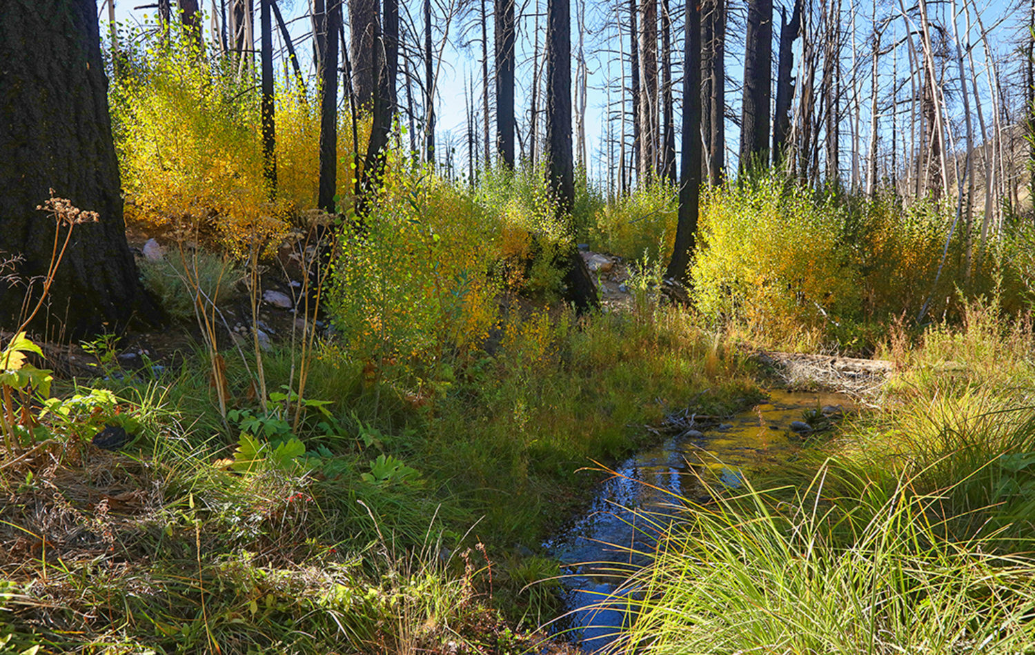 Aspen Grove Trail Recovers - California Fall Color