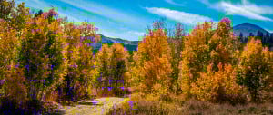 Dunderberg Meadow Rd near Virginia Lakes Rd (9/24/15) Alicia Vennos