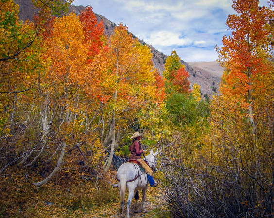 Jennifer Roeser rides her mule, Pearl, in McGee Creek (9/28/15) Alicia Vennos/Mono County Tourism
