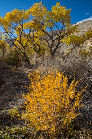 Cottonwood Canyon, Death Valley NP (11/30/14) Max Forster