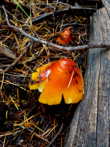 Mushroom, Trinity County (11/14/14) Julie Nelson