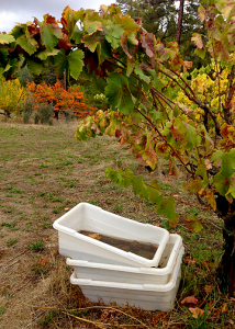 Grape tubs are full of rainfall at Narrow Gate Vineyards (11/1/14) John Poimiroo