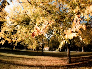 William Land Park, Sacramento [iPhone] (10/25/14) John Poimiroo