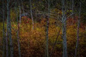 Ebbetts Pass (10/4/15) Kimberly Kofala