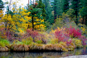 Shasta Cascade Creeks  are alive with color (10/27/14) Mike Nellor